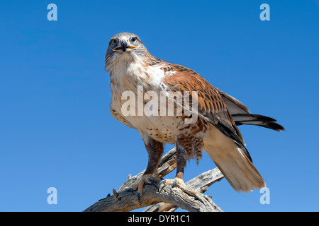 Falco ferruginosa (Buteo regalis) Foto Stock