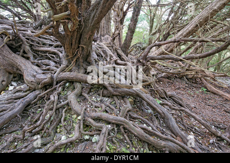 Vecchio twisted radici di albero Foto Stock