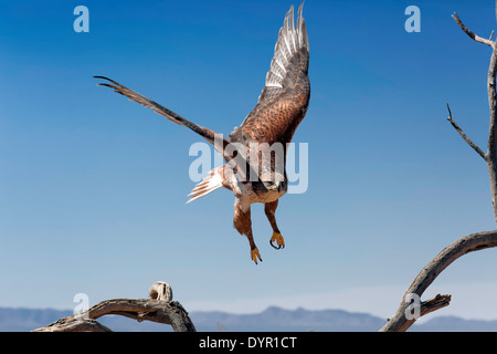 Falco ferruginosa (Buteo regalis), Arizona Foto Stock