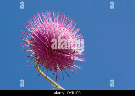 Fiore di cardo contro un cielo blu Foto Stock