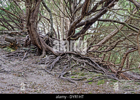 Vecchio twisted radici di albero Foto Stock