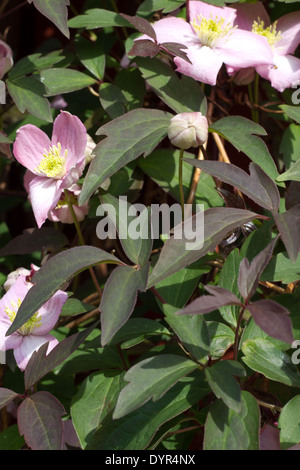 Clematide rosa rampicante con più di blumi. Foto Stock