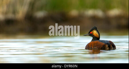 Collo Nero svasso. Podiceps nigricollis. Francese: Grèbe à cou noir tedesco: Schwarzhalstaucher spagnolo: Zampullín cuellinegro Foto Stock