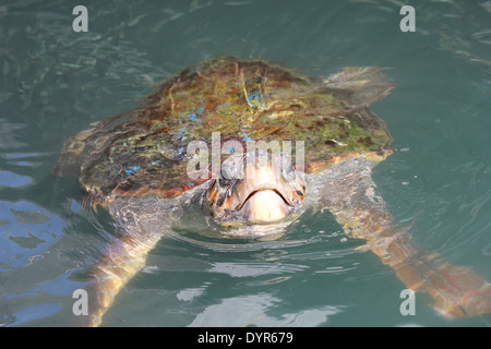Maschio per tartarughe marine nel porto di Argostoli Foto Stock