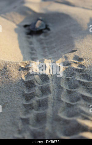 Baby tartarughe marine voce per il mare Foto Stock