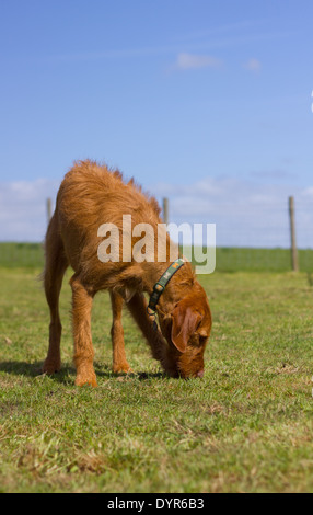 Wirehaired Vizsla ungherese in piedi in un paddock annusando il terreno Foto Stock