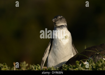 I capretti pinguino africano sulla spiaggia di False Bay, Sud Africa. Foto Stock