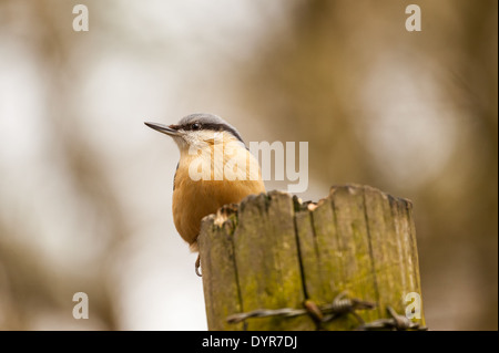 Eurasian picchio muratore (Sitta europaea) seduto su un palo di legno con filo spinato avvolto intorno ad esso Foto Stock