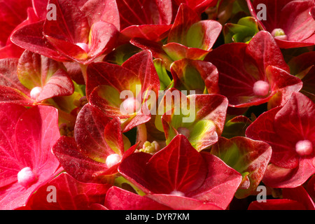 Close-up di un fiore rosso giovane pianta di ortensie Foto Stock