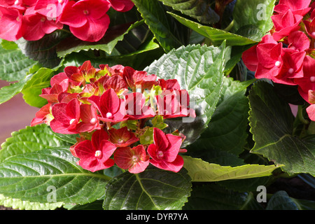 Close-up di un fiore rosso giovane pianta di ortensie Foto Stock