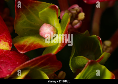 Close-up di un fiore rosso giovane pianta di ortensie Foto Stock