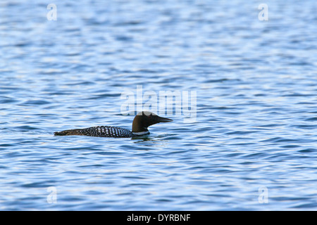 Loon comune (Gavia immer) in acqua Foto Stock