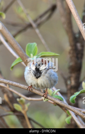 Adulto casa passero (Passer domesticus) sul ramo dell'albero. Foto Stock