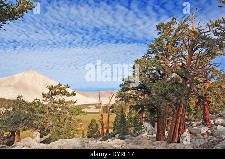 Antichi pini Bristlecone, White Mountains, Nevada Foto Stock