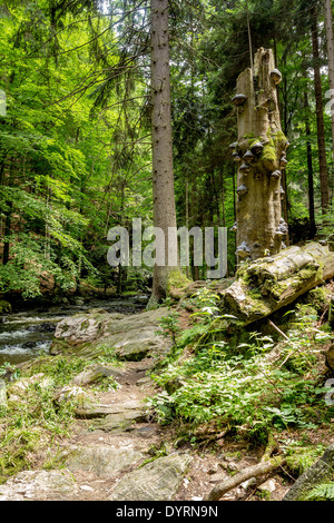 Polyporus squamosus funghi che crescono su un albero morto nella foresta, Doubrava valley, Repubblica Ceca Foto Stock