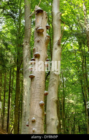 Polyporus squamosus funghi che crescono su un albero morto nella foresta , Doubrava valley, Repubblica Ceca Foto Stock