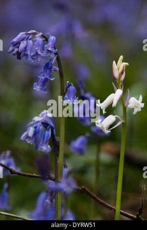 Aberystwyth, Wales, Regno Unito. Xxv Aprile 2014. Un raro bianco britannico Bluebell cresce tra migliaia di comune varietà blu in una radura creati quando gli alberi sono diminuiti durante le tempeste invernali in Aberystwyth. Il bianco spagnolo Bluebell è piuttosto comune e sono una minaccia per il futuro del British Bluebell come si diffondono in tutto il paese. Sono distinguibili dai loro broad leaf rispetto alla foglia stretta del British Bluebell e nativi Bluebells bianco sono particolarmente rare. Credito: Jon Freeman/Alamy Live News Foto Stock