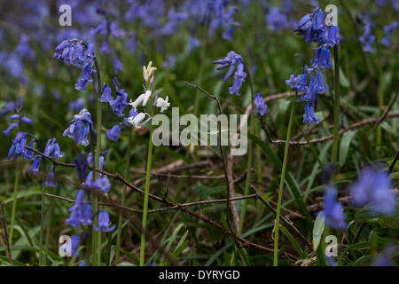 Aberystwyth, Wales, Regno Unito. Xxv Aprile 2014. Un raro bianco britannico Bluebell cresce tra migliaia di comune varietà blu in una radura creati quando gli alberi sono diminuiti durante le tempeste invernali in Aberystwyth. Il bianco spagnolo Bluebell è piuttosto comune e sono una minaccia per il futuro del British Bluebell come si diffondono in tutto il paese. Sono distinguibili dai loro broad leaf rispetto alla foglia stretta del British Bluebell e nativi Bluebells bianco sono particolarmente rare. Credito: Jon Freeman/Alamy Live News Foto Stock