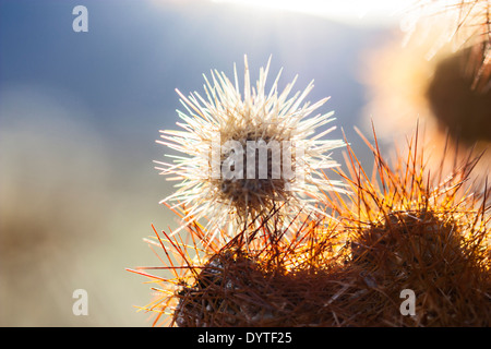 Parco nazionale di Joshua Tree,California , STATI UNITI D'AMERICA,Cholla Cactus spine retroilluminati da bassa inverno sera sun in Cholla Cactus Garden Foto Stock