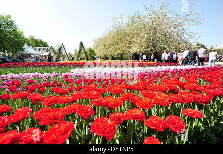 Berlino, Germania. Xxv Aprile, 2014. Fioritura di tulipani durante l'apertura del tulip mostra 'Tulipan a Giardini Britzer" di Berlino, Germania, 25 aprile 2014. Foto: Hauke-CHRISTIAN DITTRICH/dpa Credito: dpa picture alliance/Alamy Live News Foto Stock