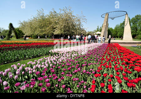 Berlino, Germania. Xxv Aprile, 2014. Fioritura di tulipani durante l'apertura del tulip mostra 'Tulipan a Giardini Britzer" di Berlino, Germania, 25 aprile 2014. Foto: Hauke-CHRISTIAN DITTRICH/dpa Credito: dpa picture alliance/Alamy Live News Foto Stock