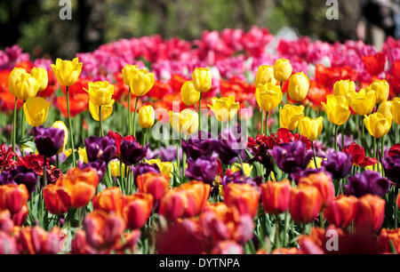 Berlino, Germania. Xxv Aprile, 2014. Fioritura di tulipani durante l'apertura del tulip mostra 'Tulipan a Giardini Britzer" di Berlino, Germania, 25 aprile 2014. Foto: Hauke-CHRISTIAN DITTRICH/dpa Credito: dpa picture alliance/Alamy Live News Foto Stock