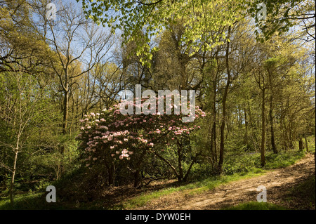 I boschi a Borde Hill Garden vicino a Haywards Heath, West Sussex, Regno Unito Foto Stock