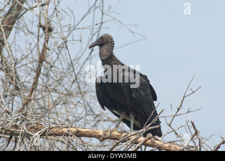 Avvoltoio nero (Coragyps atratus) arroccato in una piccola struttura. Foto Stock