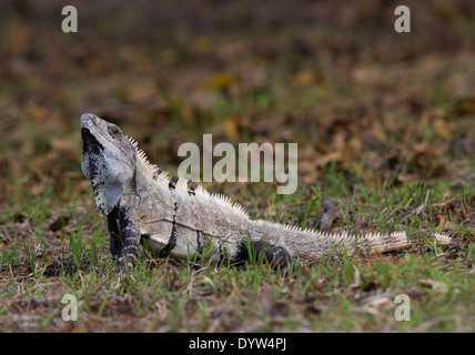Spinosa maschio-backed nero (Iguana Ctenosaura similis) Foto Stock