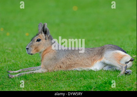 Nasello di Patagonia Mara o Cavy Patagonia (Dolichotis patagonum) Foto Stock