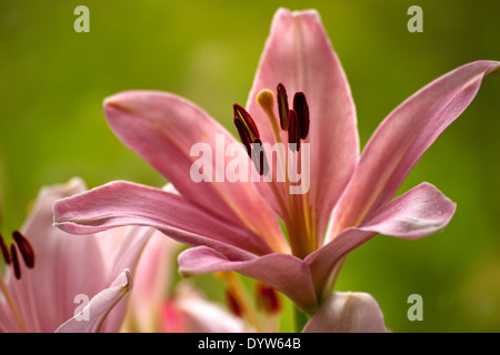 Lillies rosa in fiore Foto Stock