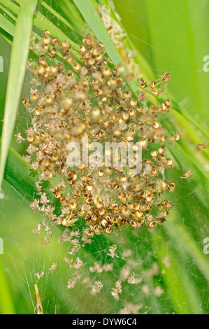 Quattro punti di Orb Weaver o Fourspotted Orbweaver (Araneus quadratus), youngs nel web, Renania settentrionale-Vestfalia, Germania Foto Stock