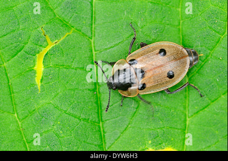 Quattro Spotted Carrion Beetle (Dendroxena quadrimaculata), Nord Reno-Westfalia, Germania Foto Stock