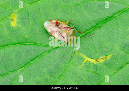 La Betulla Shieldbug, Betulla bug di protezione (Elasmostethus interstinctus), Nord Reno-Westfalia, Germania Foto Stock