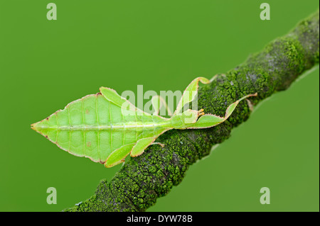 A piedi o in foglia foglia (insetto Phyllium philippinicum, Phyllium siccifolium), maschio, ninfa Foto Stock