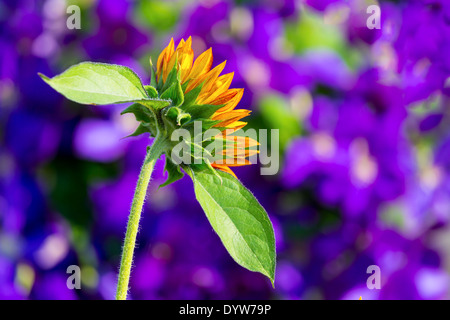 Girasole retroilluminato fioritura nel giardino estivo. messa a fuoco selettiva. Jackman clematis in background. Foto Stock