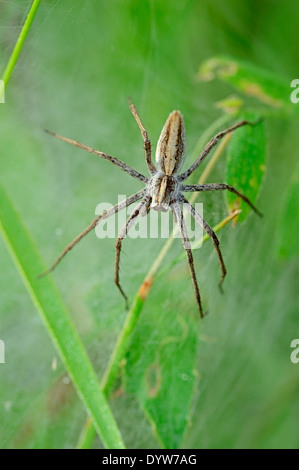 Vivaio Spider Web (Pisaura mirabilis), femmina custodendo youngs sotto il tessuto, Renania settentrionale-Vestfalia, Germania Foto Stock