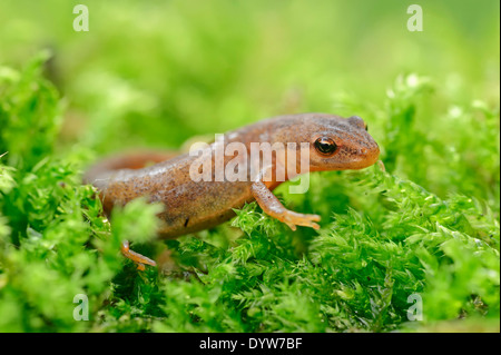 Newt liscia o tritone comune (Lissotriton vulgaris, Triturus vulgaris), femmina, Renania settentrionale-Vestfalia, Germania Foto Stock
