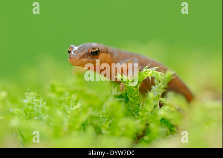 Newt liscia o tritone comune (Lissotriton vulgaris, Triturus vulgaris), femmina, Renania settentrionale-Vestfalia, Germania Foto Stock