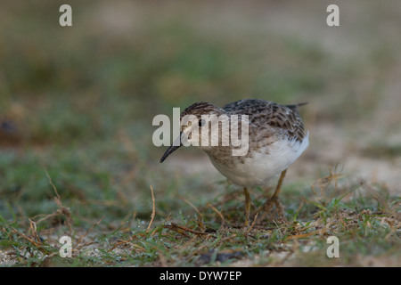 Almeno il Sandpiper (Calidris minutilla) Foto Stock