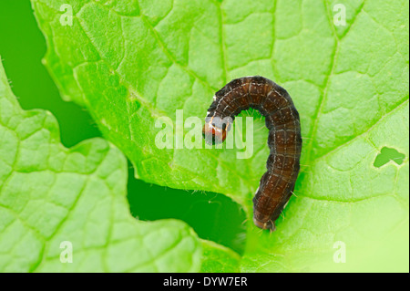 Il satellite o via satellite (falena Eupsilia transversa), Caterpillar, Nord Reno-Westfalia, Germania Foto Stock