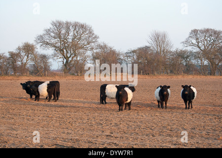 Belted Galloway bovini in un campo Foto Stock