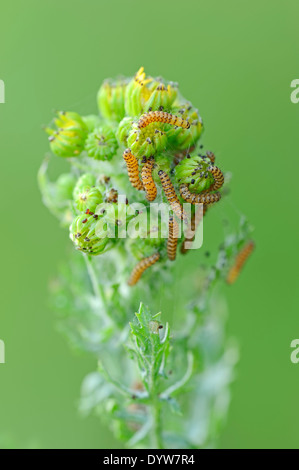 Il cinabro Tarma (Tyria jacobaeae), bruchi su Tansy erba tossica (Senecio jacobaea, Jacobaea vulgaris) Foto Stock