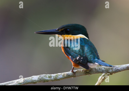 American pigmeo di Kingfisher (Chloroceryle aenea) Foto Stock