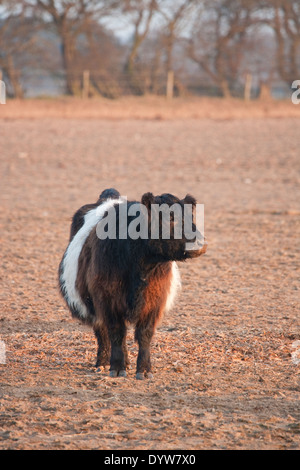 Belted Galloway bovini in un campo Foto Stock