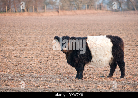 Belted Galloway bovini in un campo Foto Stock