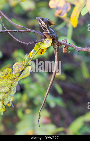 A strisce maschio basilisco (Basiliscus vittatus) Foto Stock