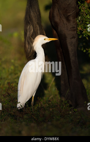 Airone guardabuoi (Bubulcus ibis) in piedi accanto a un cavallo per le gambe Foto Stock