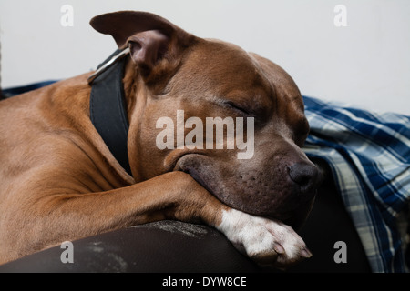 American Staffordshire Terrier dormire sul lettino Foto Stock