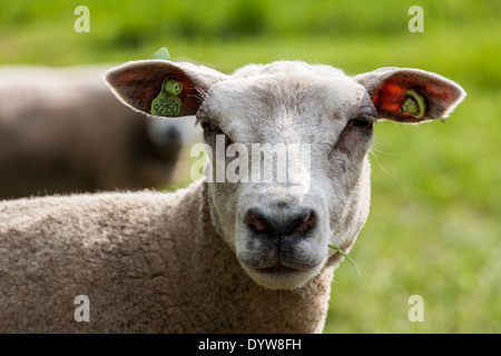 La masticazione di pecora su una lama di erba Foto Stock